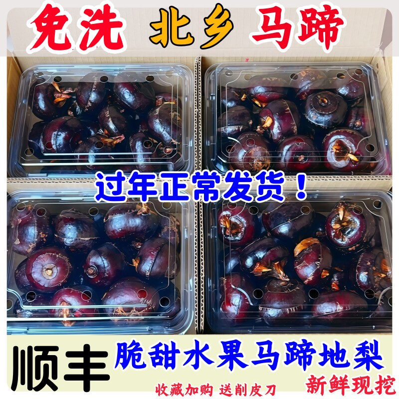 精选乐昌免洗马蹄新鲜荸荠水果地梨5斤当季新鲜水果蔬菜脆甜多汁