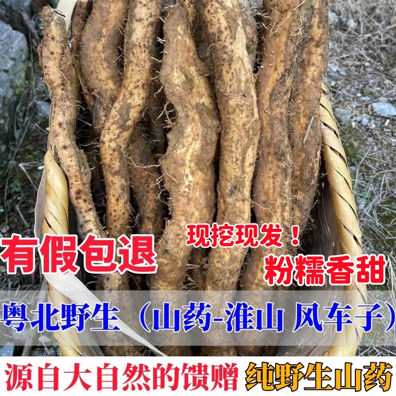 现挖纯野生山药深山正宗风玲山药