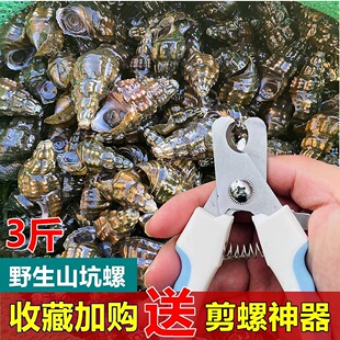 广东韶关新鲜山坑螺现捡现发花螺包活螺蛳鲜活田螺1斤纯野生脆螺