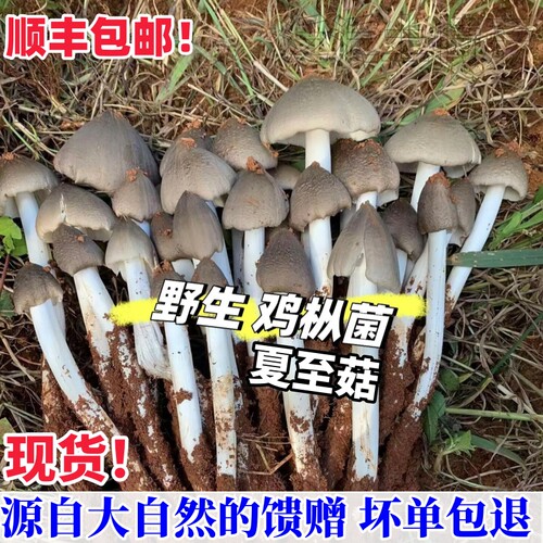 新鲜荔枝菌野生夏至菇顺丰包邮