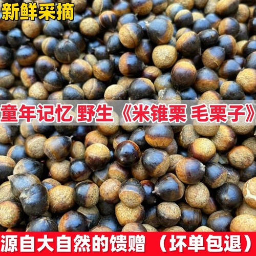 现货新鲜野生小锥栗子坚果米锥子