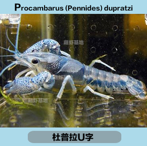 杜普拉U字 包邮 4、5厘米一对 可做种虾 最漂亮U字 持续热门