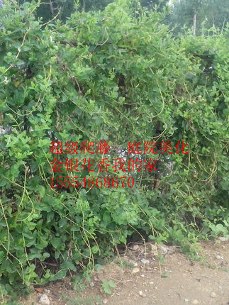 四季金银花苗  爬藤金银花盆栽  红色攀援植物药食两用 百株包邮