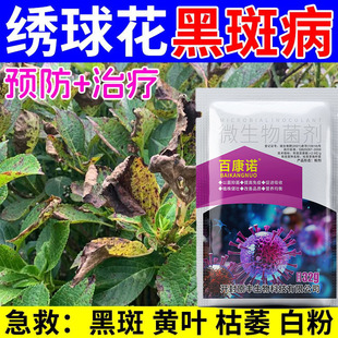 绣球花锈斑病真菌细菌病害通杀花菌叶斑病预防黑腐病灰霉病