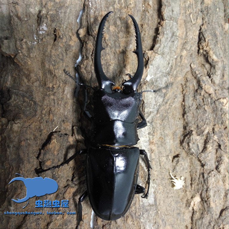 孔夫子锯锹成虫 2023年新虫 锹甲成虫