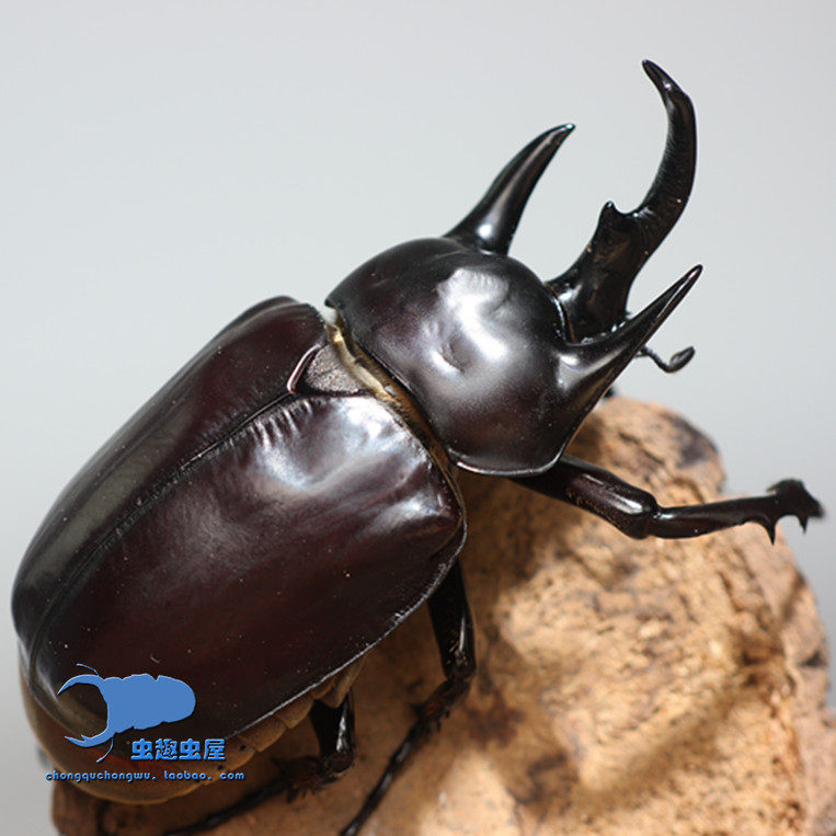 大王花金龟成虫2024新羽化