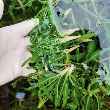 【本草纲目同款】降火苦菜精品苦苣菜三高人群山野菜速冻顺丰包邮