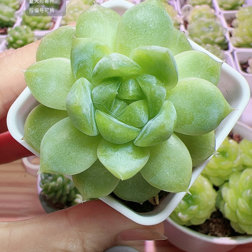 芭比麦秆5.2厘米