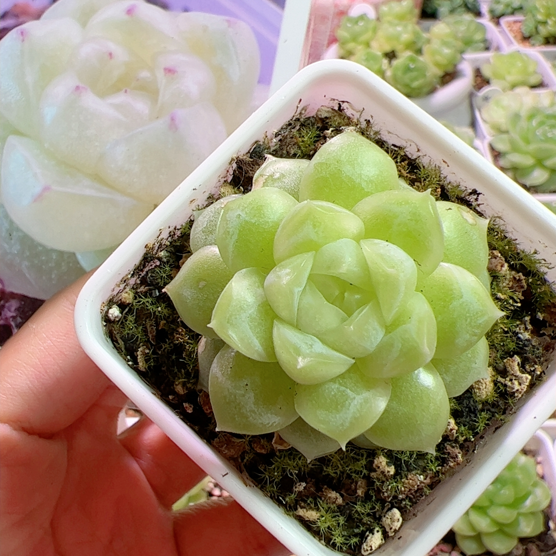 88号封面款