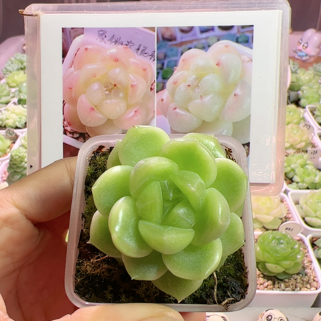蜜桃珍妮