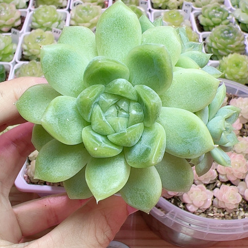 芭比麦秆3头7.7厘米