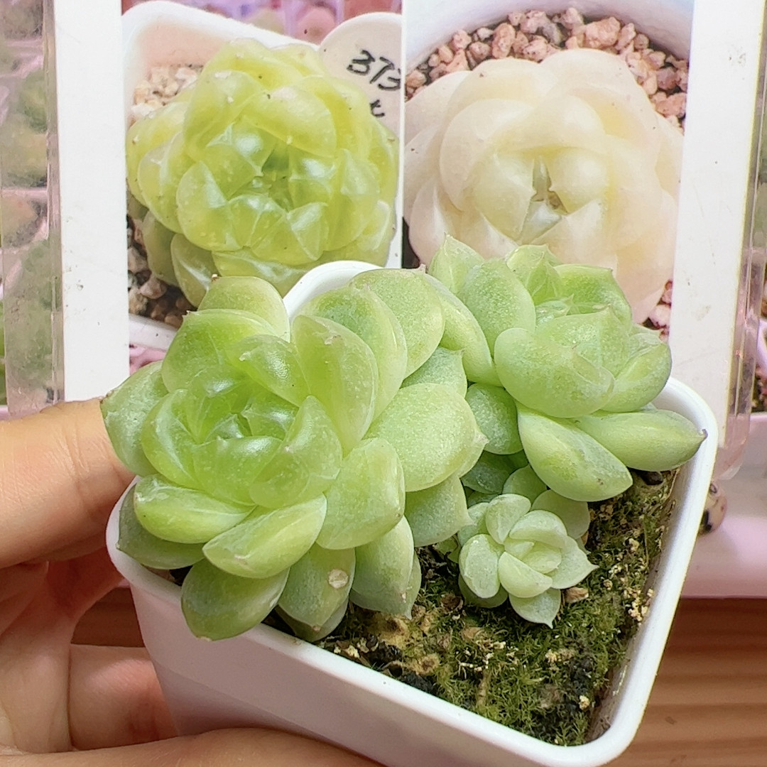 373,鲜花速递/花卉仿真/绿植园艺,多肉植物,淘宝优惠券,粉丝福利购,淘宝优惠卷