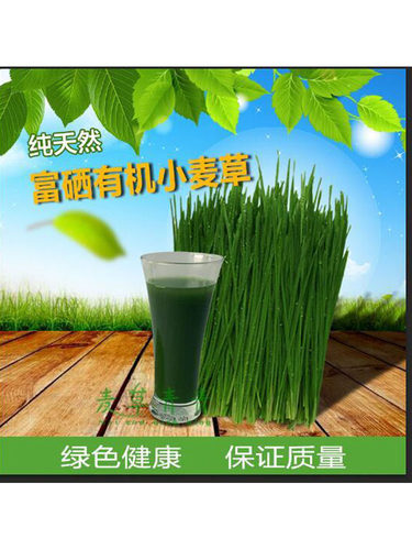 麦草青青富硒新鲜小麦草麦苗大麦落叶全天然清汁高碱性食品麦绿素 - 封面
