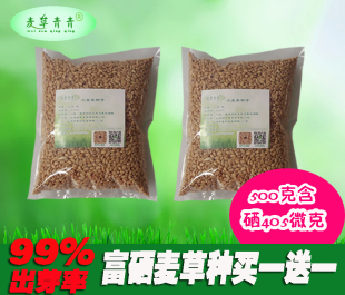 费食品 麦草青青富硒小麦种兔子猫草种回春水芽率99%新种买三份 免邮