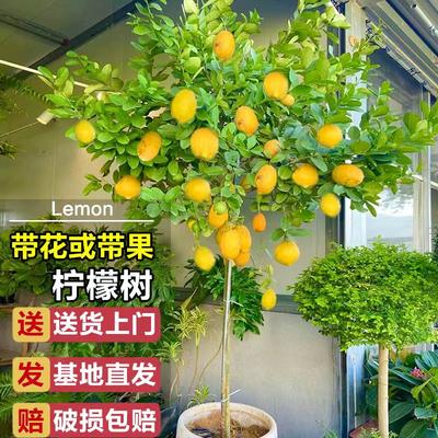 香水柠檬树苗盆栽室内大型真绿植阳台庭院四季开花结果盆景可食用