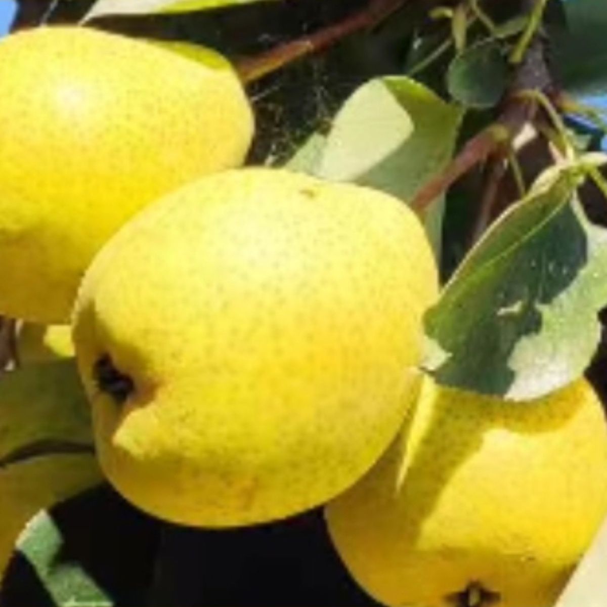 临夏啤特果梨