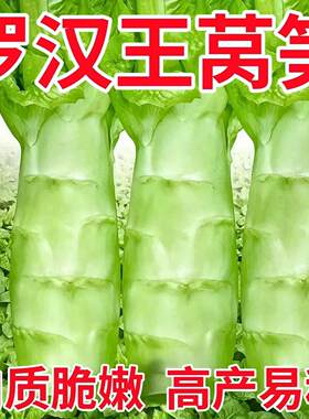 罗汉王莴笋种子竹节香莴笋