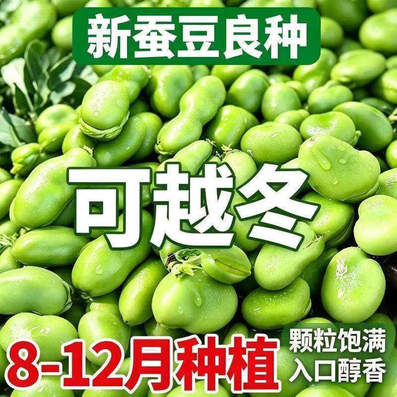 蚕豆种子特大蚕豆高产罗汉豆
