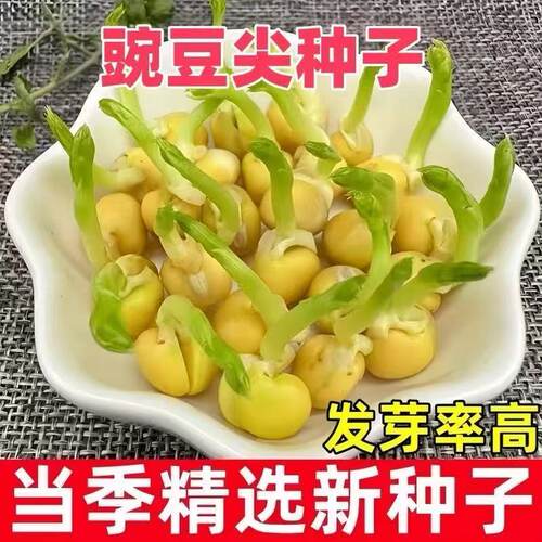 专吃豌豆尖种子无须豌豆嫩芽尖种