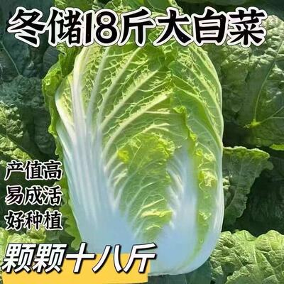 山东白菜籽四季庭院蔬菜白菜子