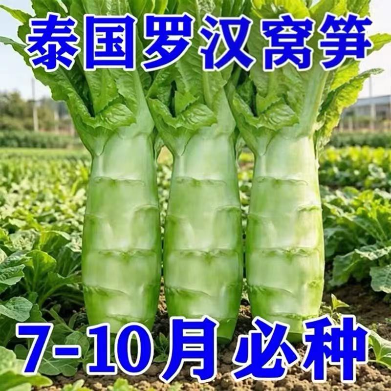 泰国罗汉王莴笋种高发芽莴笋种