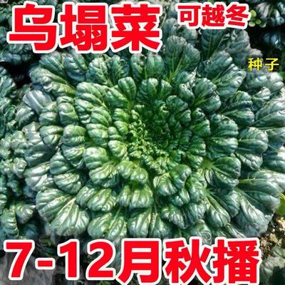 小八叶乌塌菜种子黑心乌塔菜
