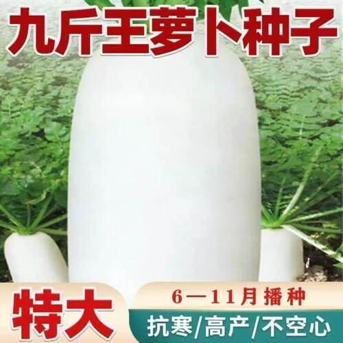 九斤王白萝卜种子特大萝卜籽