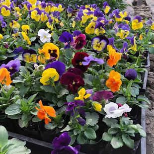 盆栽花箱地栽绿化行道三色堇花苗种苗冬季多色猫脸花易爆盆草花苗