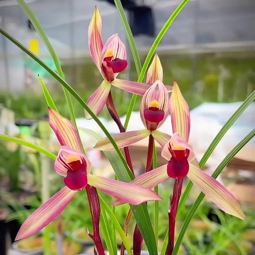 春兰滇红素兰花铭品老种绿植园艺花卉盆栽包对版国兰好养易活滇兰