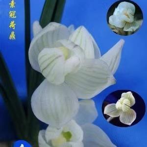 贵州深山兰花当年开花兰花苗浓香莲瓣兰素冠荷鼎阳台绿植自然种植