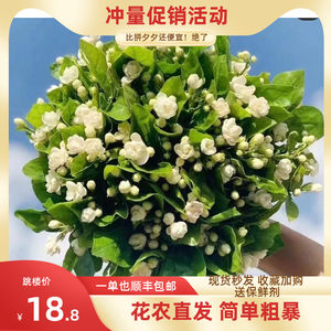 茉莉花束价格 茉莉花束图片 星期三