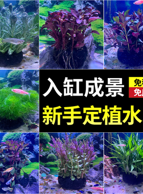 青竹花卉大坨小坨水草盆栽室内桌面鱼缸活体绿植净化水质好养易活