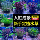 青竹花卉大坨小坨水草盆栽室内桌面鱼缸活体绿植净化水质好养易活