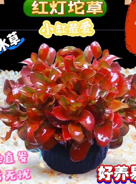 前景草红灯坨水草懒人鱼缸造景增氧净化水质阴性易养活水培绿植物