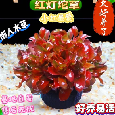 前景草红灯坨水草懒人鱼缸造景增氧净化水质阴性易养活水培绿植物
