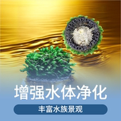 水培凤尾大半球凤尾水草懒人新手可选雨淋鱼缸装 饰造景水草