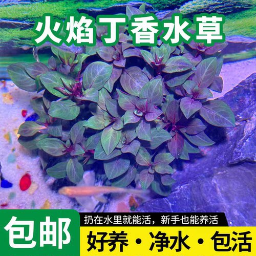 新手养草造景后景草精品火焰丁香陀草懒人水草鱼缸自养易活