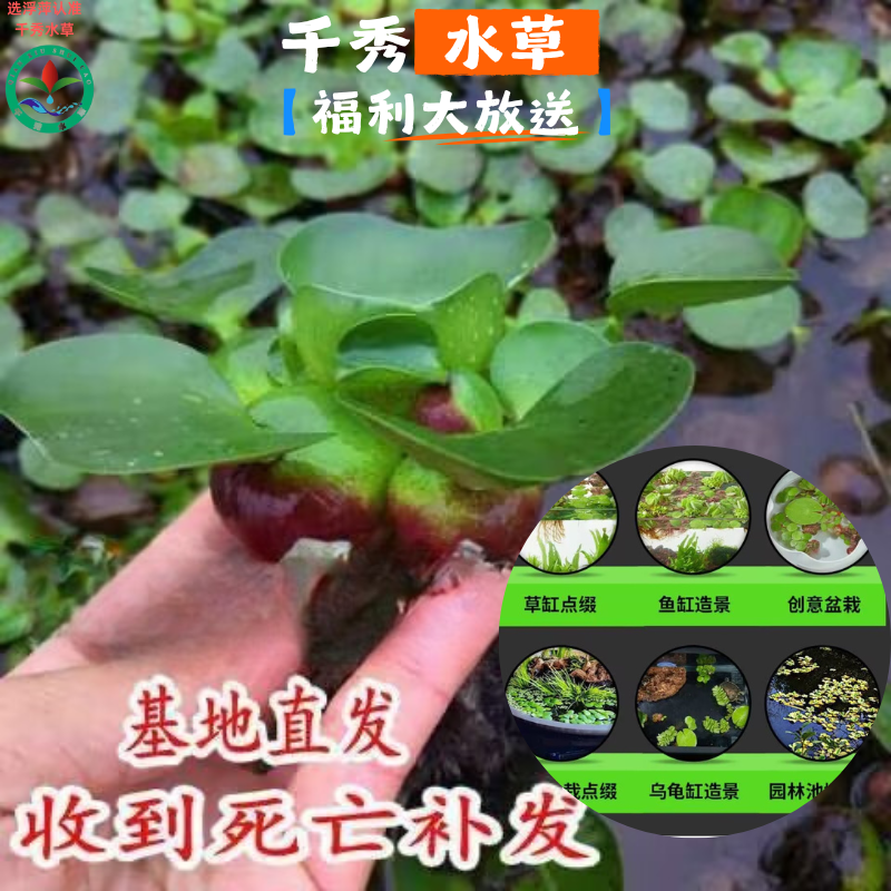 净化水质水葫芦植物鱼缸造景池塘园林庭院养鱼花卉苗木优选蓝花