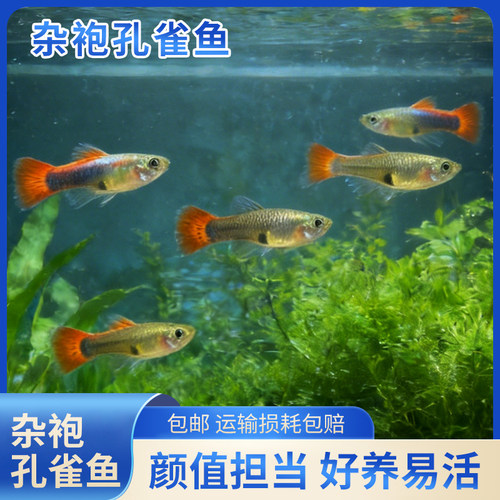 孔雀鱼鱼苗观赏鱼热带鱼热带小型淡水好养耐活孕母凤尾小鱼杂袍鱼