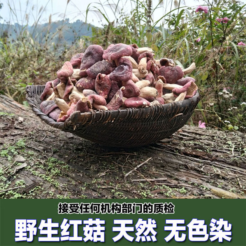 红菇 野生正宗红菇 干货香菇红蘑菇广西大瑶山特产 新货250g包邮