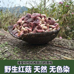 红菇 野生正宗红菇 干货香菇红蘑菇广西大瑶山特产 新货250g包邮