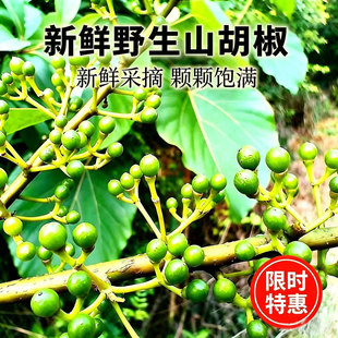 新鲜木姜子野生山胡椒湖南现摘木浆子木江子去腥香料煮火锅调味品