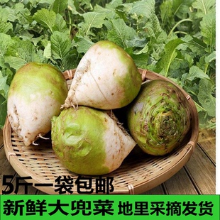 芥菜疙瘩湖南常德澧县特产新鲜蔬菜大头菜大兜菜腌菜酱菜坛子菜