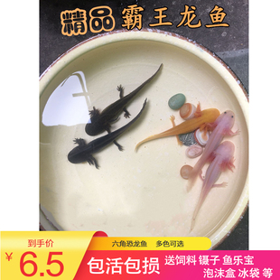淡水冷水鱼六角恐龙鱼观赏鱼蝾螈金鱼宠物鱼锦鲤鱼水族爬行宠物鱼