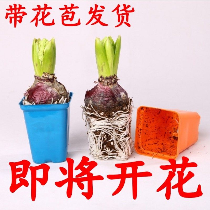 风信子种球水培玻璃瓶套装土养冬季耐寒年宵花卉带花苞大球,鲜花速递/花卉仿真/绿植园艺,时令草本花卉,淘宝优惠券,粉丝福利购,淘宝优惠卷