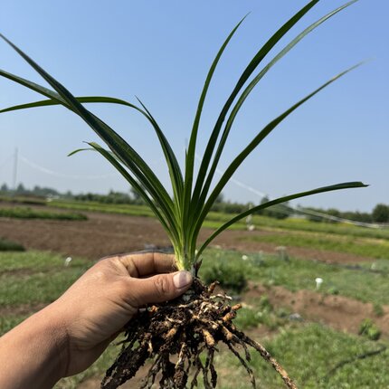 百子莲花苗根茎四季种植种球庭院阳台室外盆栽地栽耐热花卉绿植物