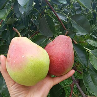 现摘七月红梨山西红美脆甜梨当季新鲜水果5/10斤包邮软糯梨酥梨子