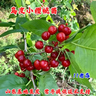 乌皮樱桃苗早熟中华黑珍珠小樱桃树苗庭院盆栽北南方种植樱珠树苗