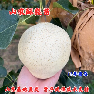 新品种晚熟梨树果苗山东山农酥梨树苗特大盆栽地栽梨苗南北方种植