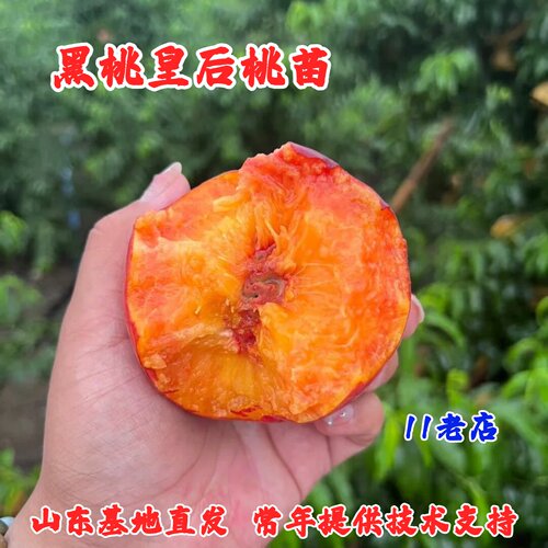 黑桃皇后桃树苗庭院盆栽特大果南方北方种植嫁接桃树果苗当年结果
